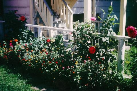 Dahlias and Marigolds 