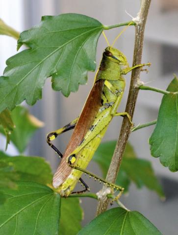 grasshopper