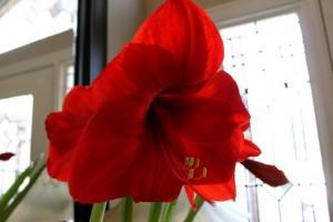 Amaryllis 2010