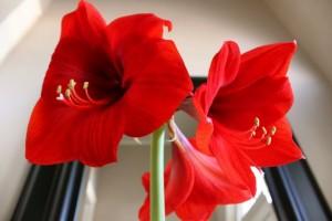Amaryllis2-2010