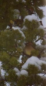 Finch in Tree
