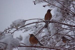 Robins in Snow