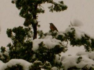 Robins3insnow