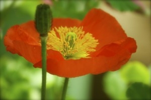 Poppy